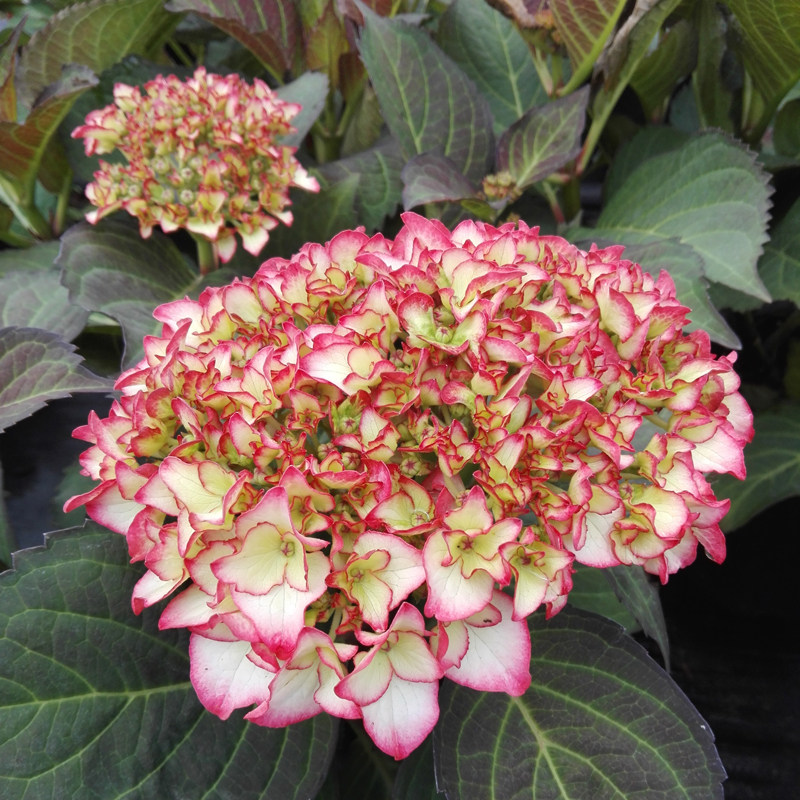 海蒂的花园粉色美女大花绣球八仙花球室外阳台庭院花卉植物盆栽苗