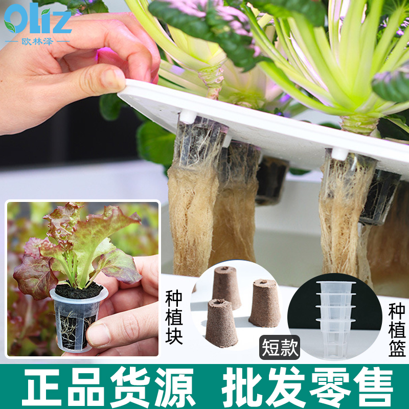 多肉植物播种盒扦插神器无土栽培育苗块熟料育苗盒水培穴盘保温箱