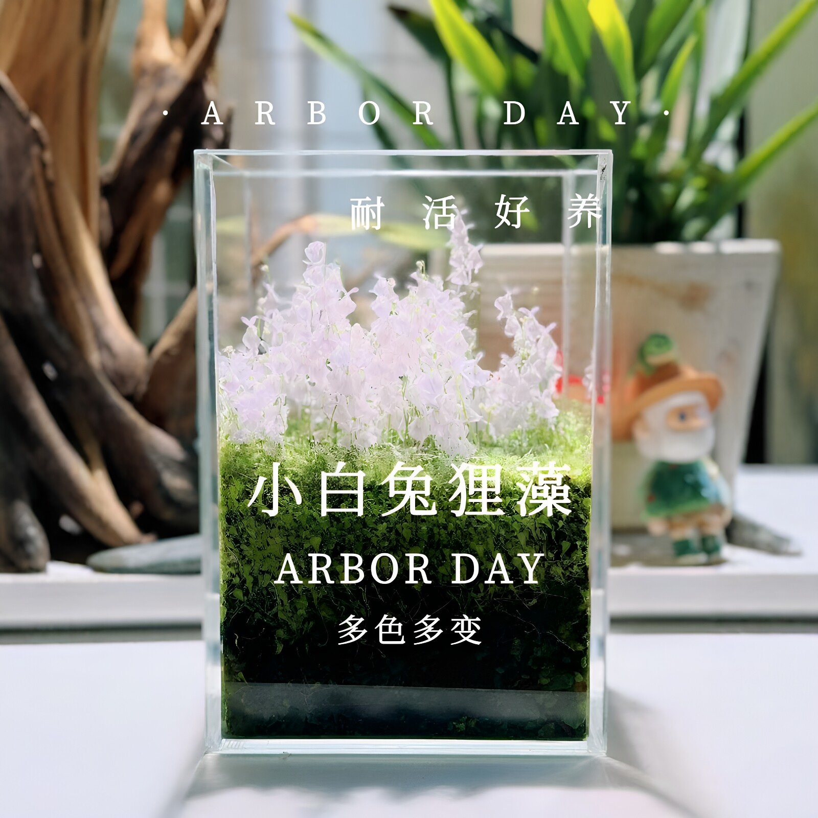 小白兔狸藻桌面美化绿植装饰海妖女狸藻盆栽易养活食虫草装饰摆件