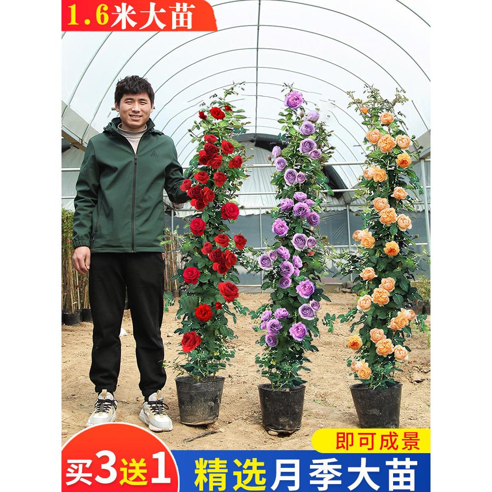 爬藤月季花苗蔷薇花四季开花特大花藤本盆栽爬墙玫瑰室外庭院植物