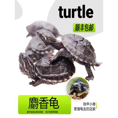 麝香龟麝香龟苗麝香蛋龟麝香小乌龟新手龟宠物观赏龟深水龟迷你龟