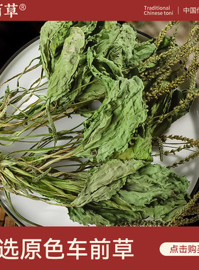 寻百草车前草500g中药材野生猫爪草泡茶新鲜干货整株车轮草旗舰店