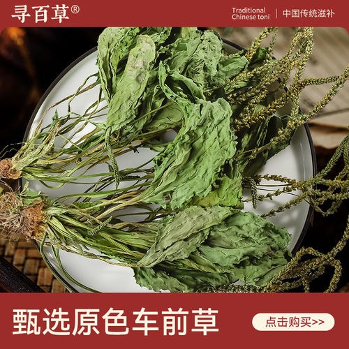 寻百草车前草500g中药材野生猫爪草泡茶新鲜干货整株车轮草旗舰店