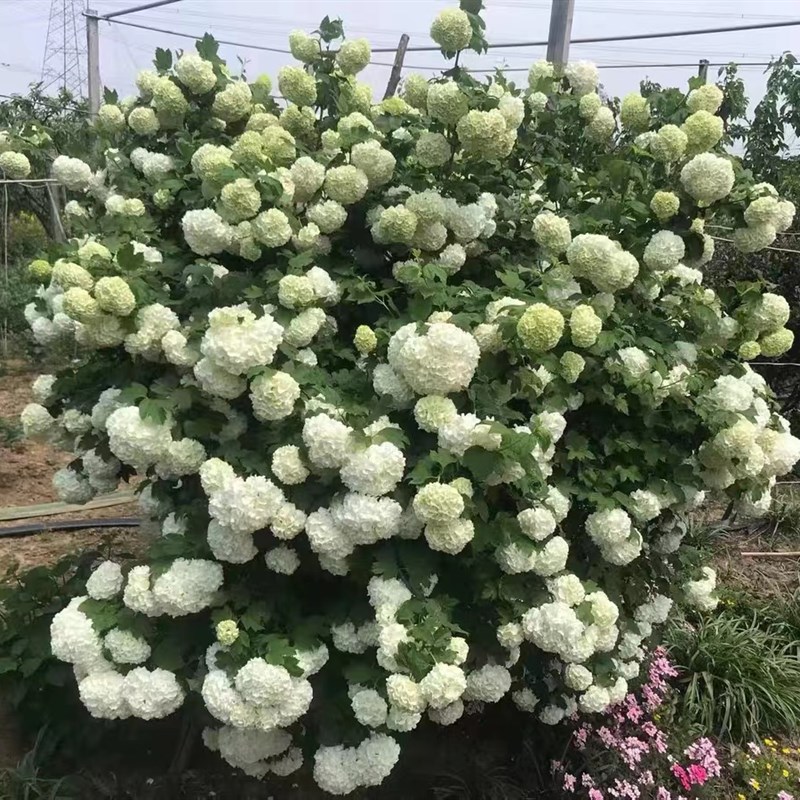 欧洲木绣球玫瑰绣球盆栽庭院阳z台露台种植花苗花期长耐寒耐热易