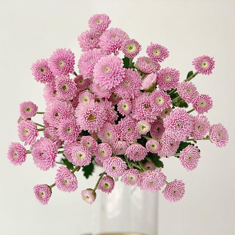 云南优质精品清新小雏菊鲜花花束花期长多色家庭办公插花水养礼物