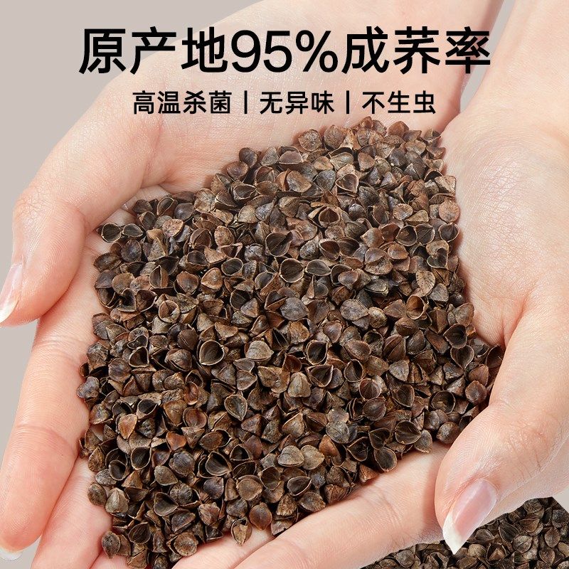 全荞麦枕头成人护颈椎助睡眠枕芯家用不塌陷不变形纯荞麦皮壳硬整