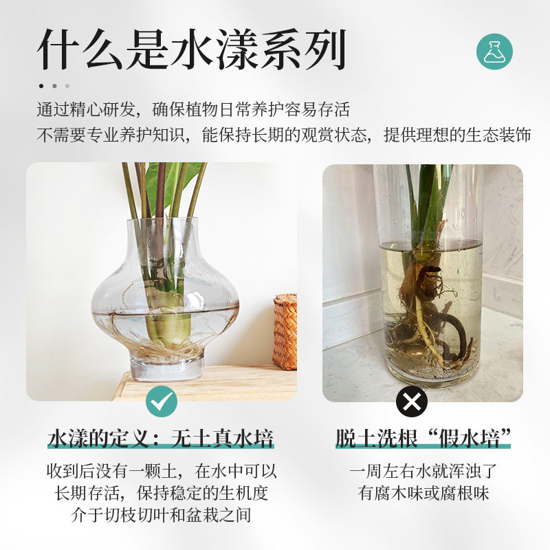 种花的大象银脉剑叶海芋水培热带绿植室内办公桌植物大仙好养