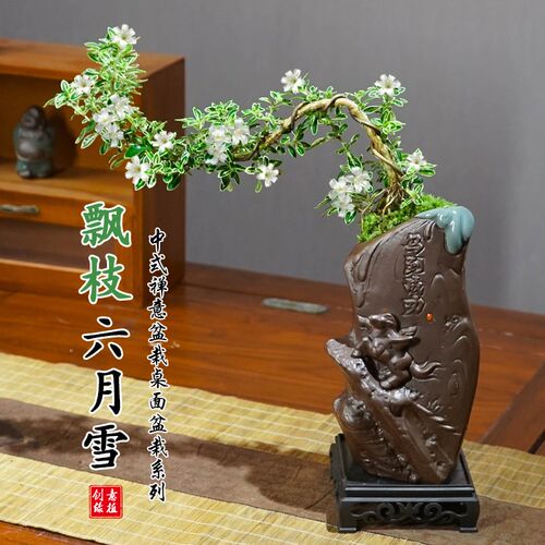 飘枝六月雪盆景植物室内桌面茶几好养净化空气盆栽办公室花卉绿植