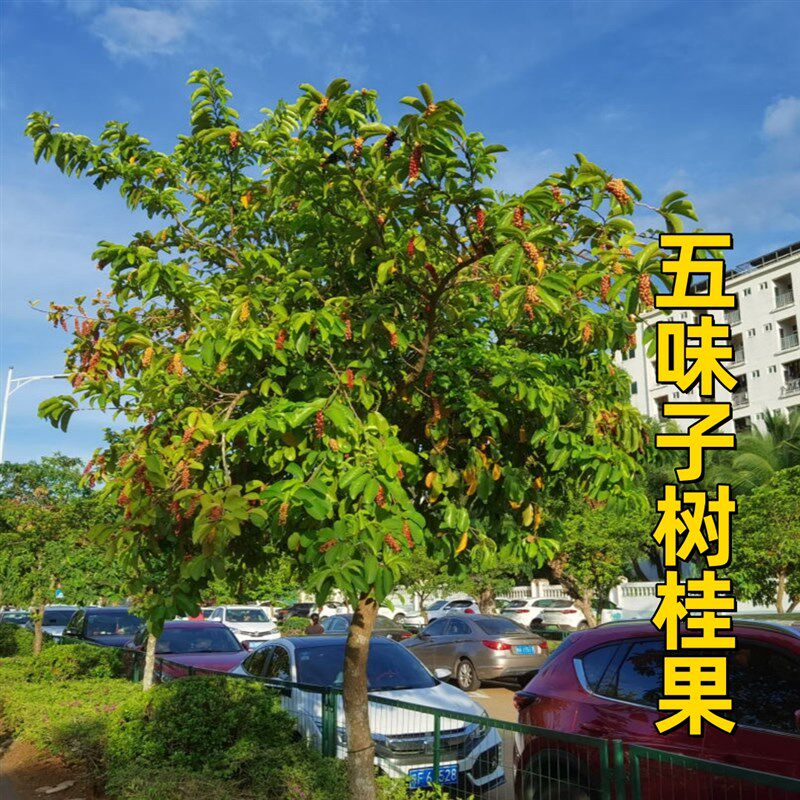 五味子树苗果可食用泡酒南五味子苗名贵庭院阳台绿化苗木药用植物图片