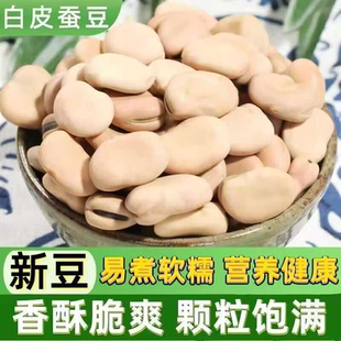 新货云南干蚕豆农家新鲜干胡豆五谷杂粮生蚕豆罗汉豆白皮蚕豆批发