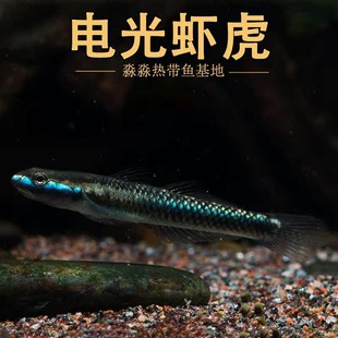 蓝面虾虎鱼 蓝脸侠电光枝桠鰕虎紫身黄瓜闪蓝枝牙原生冷水鱼