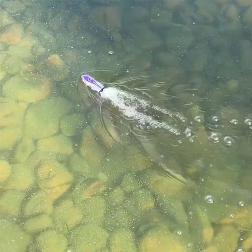 遥控船高速快艇带灯光翻转下水迷你电动大马力水上遥控军舰打窝船