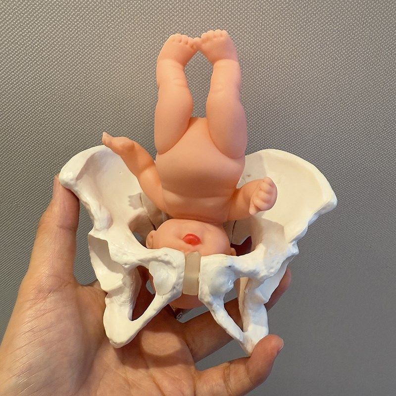 小型可活动女性小骨盆迷你小盆骨产后康复人体骨骼教具模型
