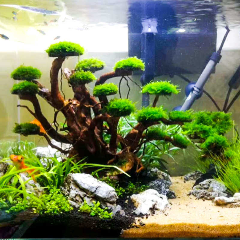 装饰水草摆件枝条天然鱼缸树枝成品骨架木沉造景草树迎客松莫斯缸