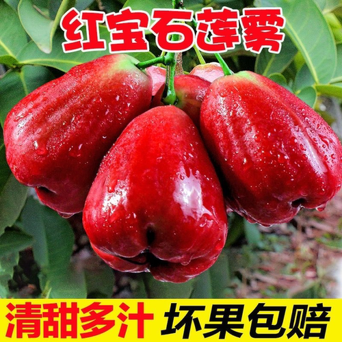 海南黑精刚珍珠莲雾仙女果清甜补水雾莲果大红宝石莲雾果老树莲雾