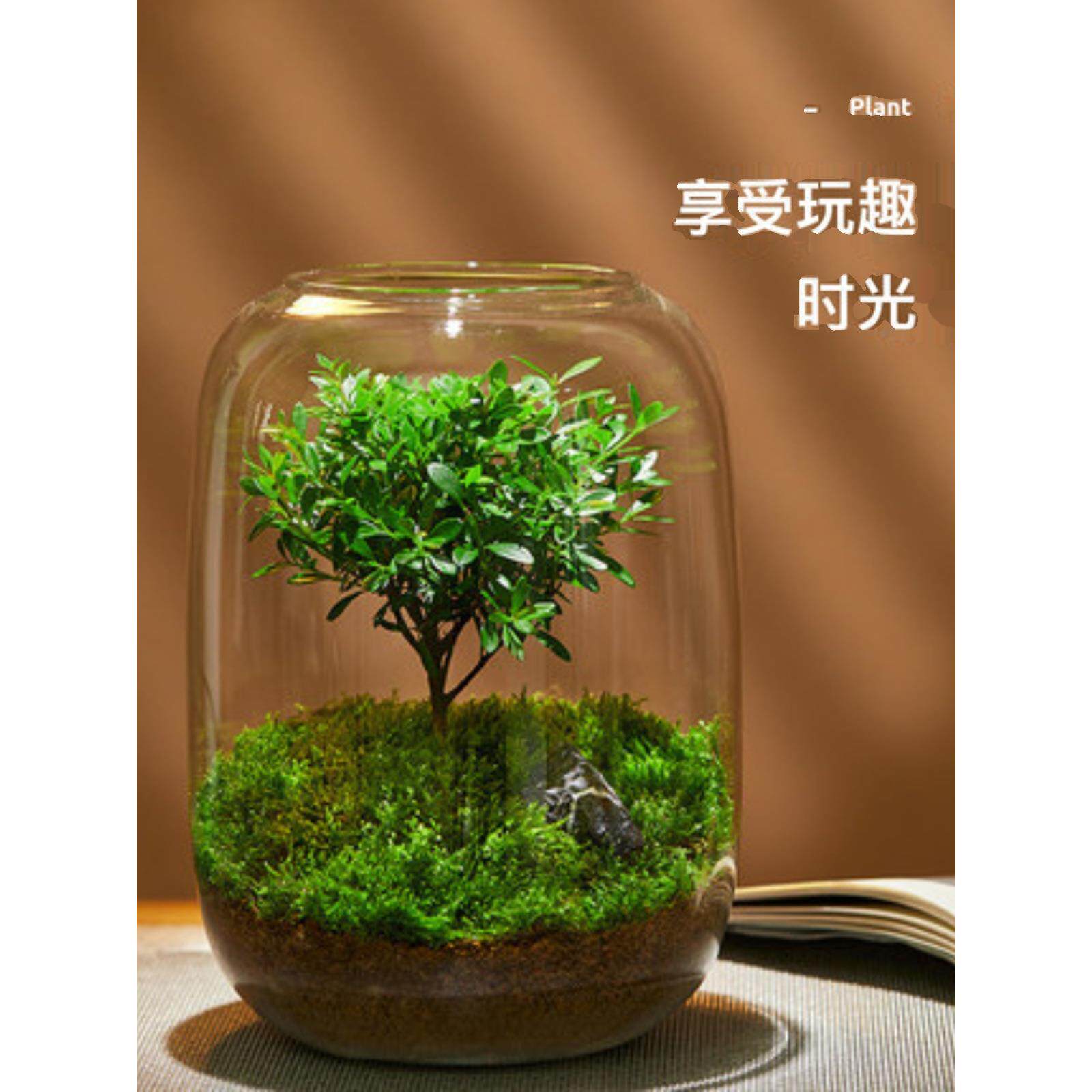 大口径生态瓶青苔藓微景观玻璃缸盆景摆件造景盆栽创意绿直销