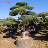 黑松造型树室外大型黑松树别墅公园庭院四季 常青黑松大树苗迎客松