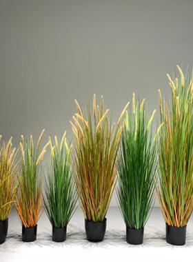 模拟狗尾草芦苇草景观制作假绿色植物盆栽照相馆干花窗软装饰道具