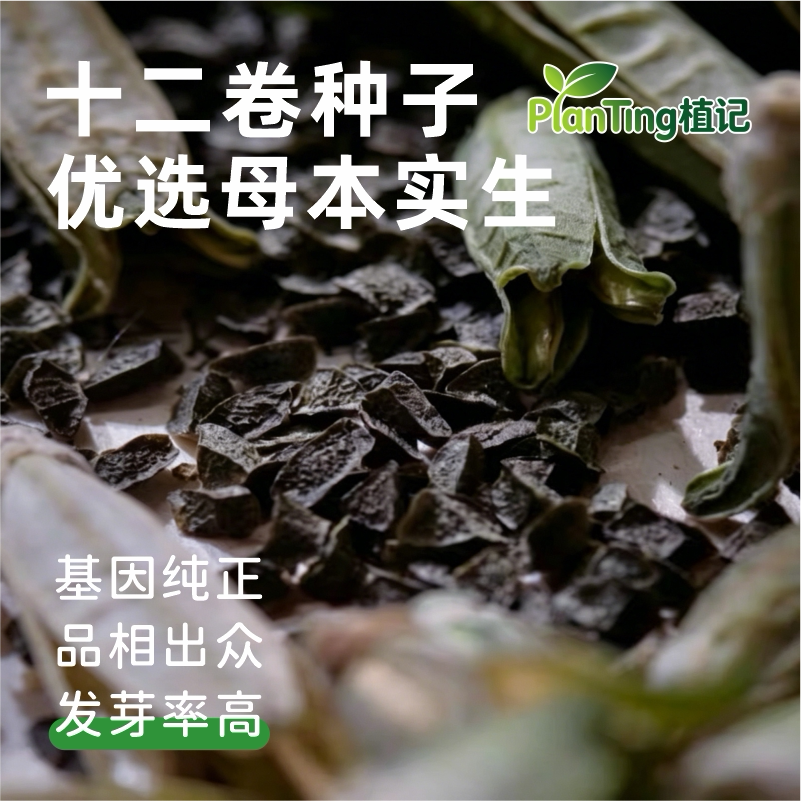 玉露十二卷锦化种子亲本出苗稳