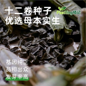 玉露十二卷锦化种子亲本出苗稳