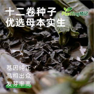 玉露十二卷种子精选亲本针管杂交实生锦 现摘新鲜种源出苗率稳定