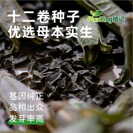 玉露十二卷种子精选亲本针管杂交实生锦 现摘新鲜种源出苗率稳定