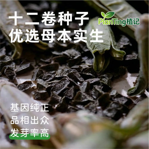 玉露十二卷锦化种子亲本出苗稳