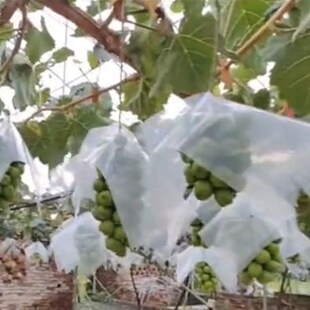 葡萄伞罩葡萄防日灼伞帽防雨防鸟遮阳伞克伦生阳光玫瑰妮娜皇后伞