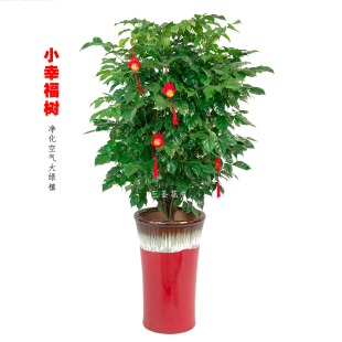 幸福树盆栽植物室内大客厅室内花金钱树大型办公室真绿植花卉成都