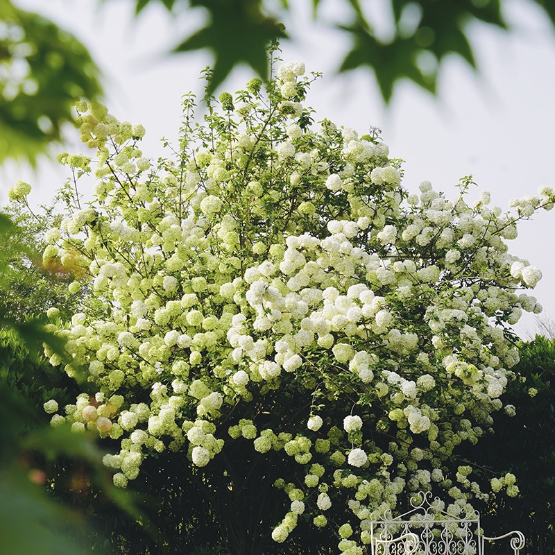 海蒂的花园  双11中华木绣球斗球欧洲木绣球树苗植物花卉盆栽