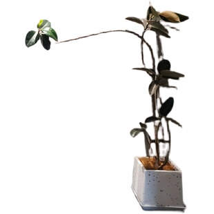 橡皮树大盆栽绿植植物净化空气黑金刚观叶室内盆景文艺造型独特