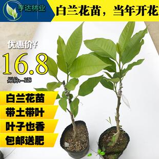 白玉兰树苗 缅桂花盆栽 白兰花苗 木兰花黄桷兰树苗 浓香绿植花卉