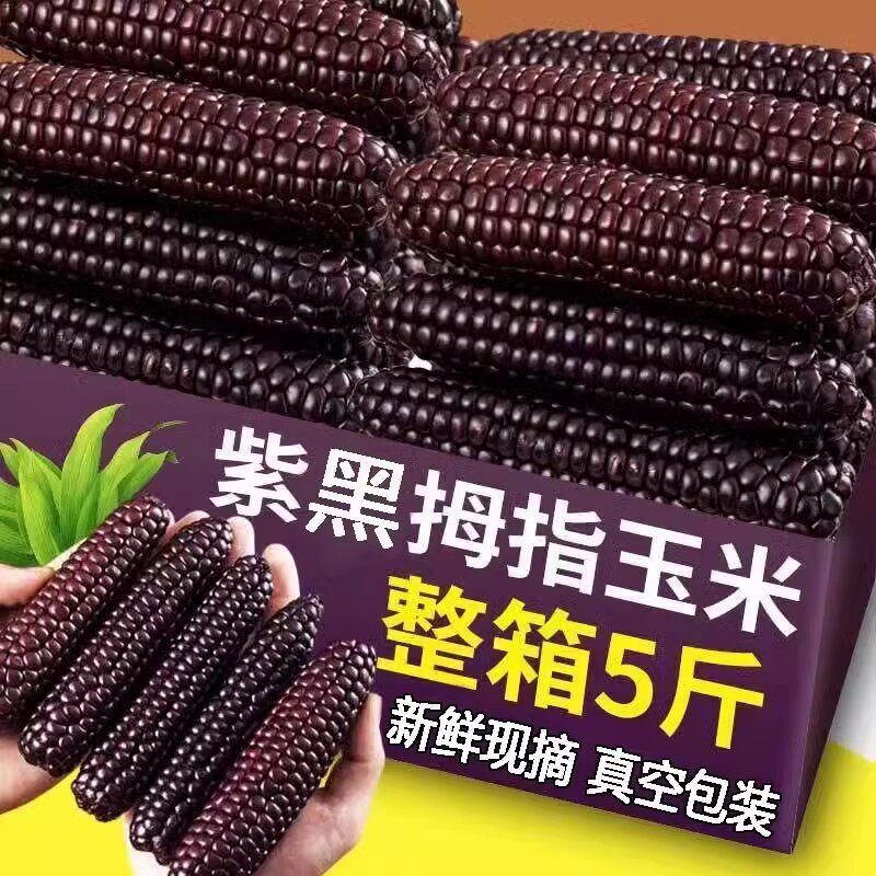 5斤紫色拇指玉米云南西双版纳手指甜香糯小玉米特产新鲜儿童即食
