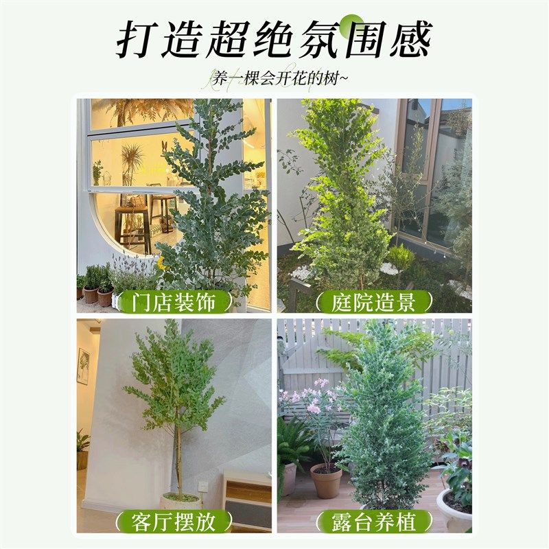 银叶金合欢盆栽大型绿植室内阳台客厅名贵树苗盆景别墅庭院好养活