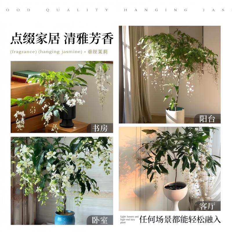 垂丝茉莉开花盆栽带花苞老桩室内阳台垂吊风车易活绿色花卉植物