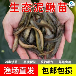 台湾泥鳅苗小泥鳅本地活体观赏鱼饵料活筏钓体青鳅淡水养殖苗批发