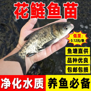 大头花鲢鱼苗鲜活体胖头雄鱼苗淡水养殖食用批发特大花白鲢鳙鱼苗