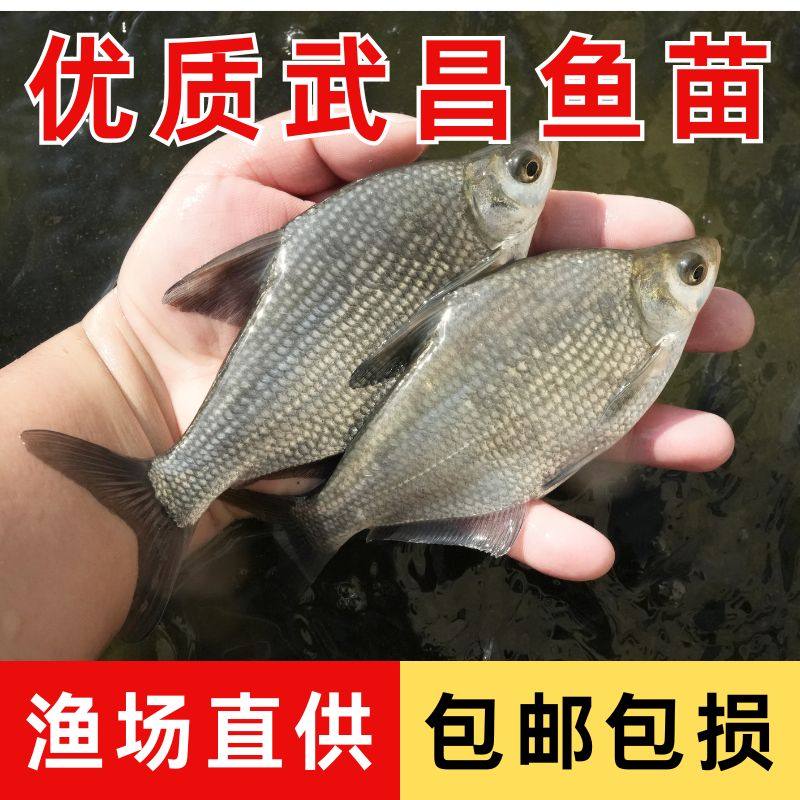 优质武昌鱼苗幼鱼冷水淡水养殖可食用三角鲂苗团头鲂鳊鱼苗扁鱼苗