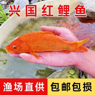 兴国红鲤鱼淡水养殖荷叶红鲤鱼建鲤鱼苗特大可食用观赏鱼锦鲤鱼苗
