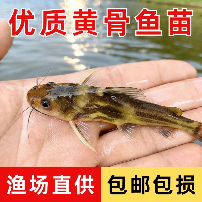 优质黄骨鱼苗冷水淡水鱼黄辣丁黄颡鱼黄丫头昂刺黄鸭叫鱼苗汪丁鱼