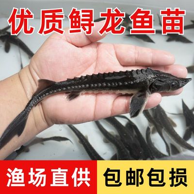 优质鲟龙鱼苗淡水鱼苗渔场直供包邮包损黑鱼苗