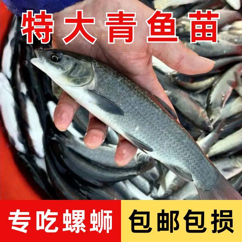 螺丝青鱼苗特大型黑鲩草鱼苗批发活小鱼好养耐活半斤螺丝青鱼鱼苗