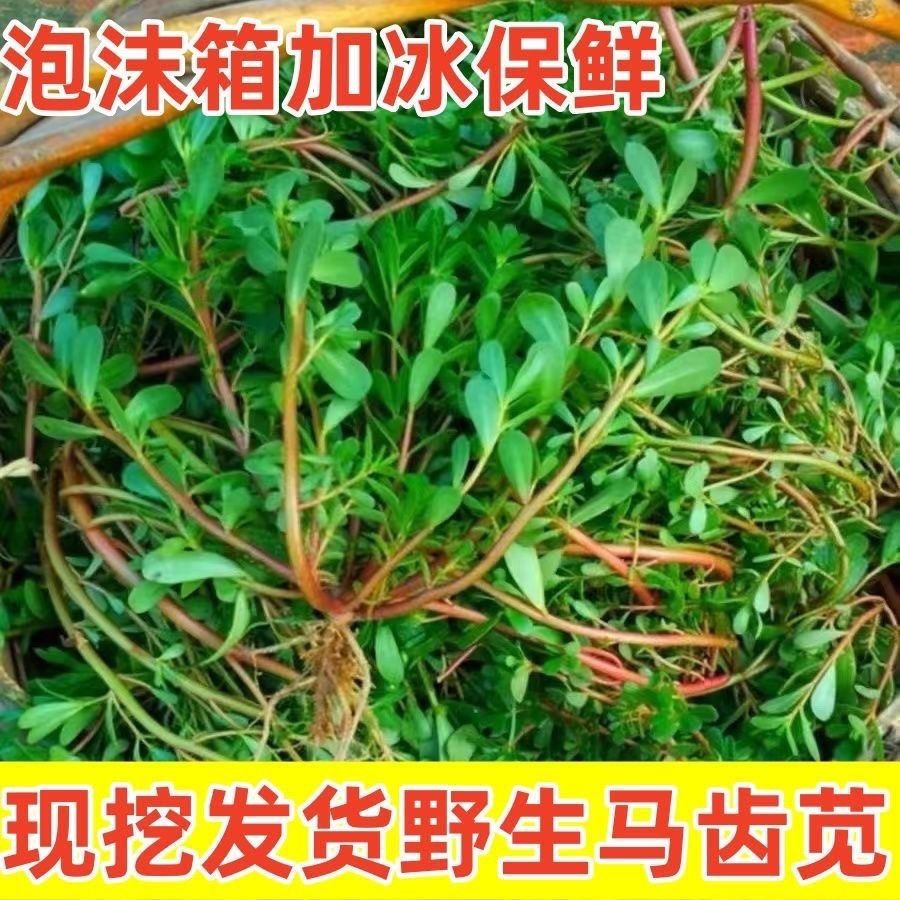 马齿苋新鲜野生现挖农家野菜马齿叶菜类