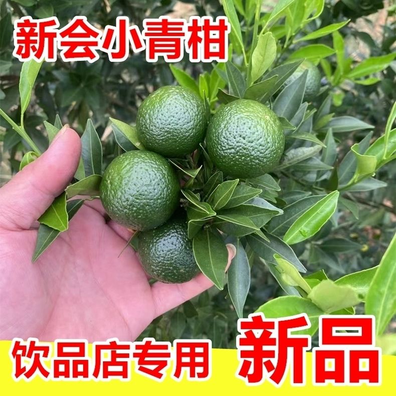正宗高山小金桔新鲜青皮青金桔当季水果小青桔清香柠檬奶茶店专用
