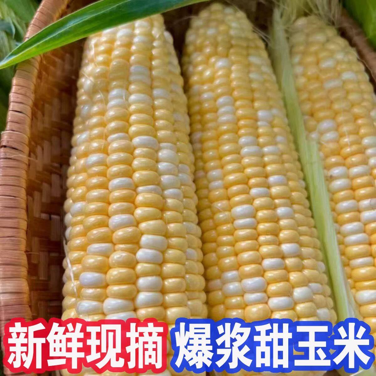 浙江现摘水果甜玉米新鲜超甜可生吃水果玉米高山无农药