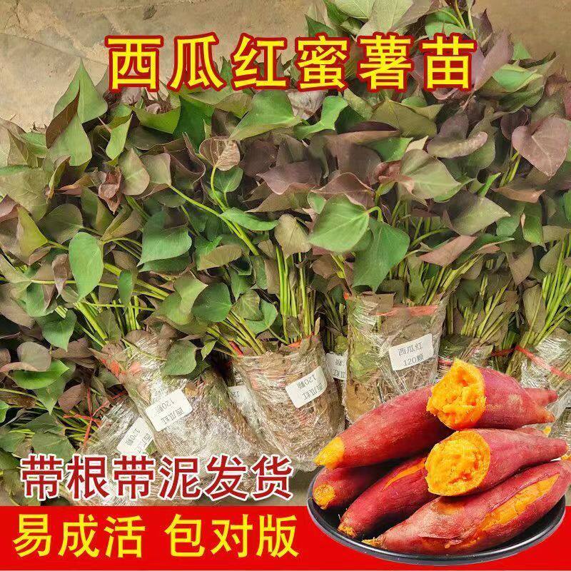 正宗福建西瓜红蜜薯苗新鲜地瓜红心蜜薯红苕地瓜红心蜜薯红苕地瓜