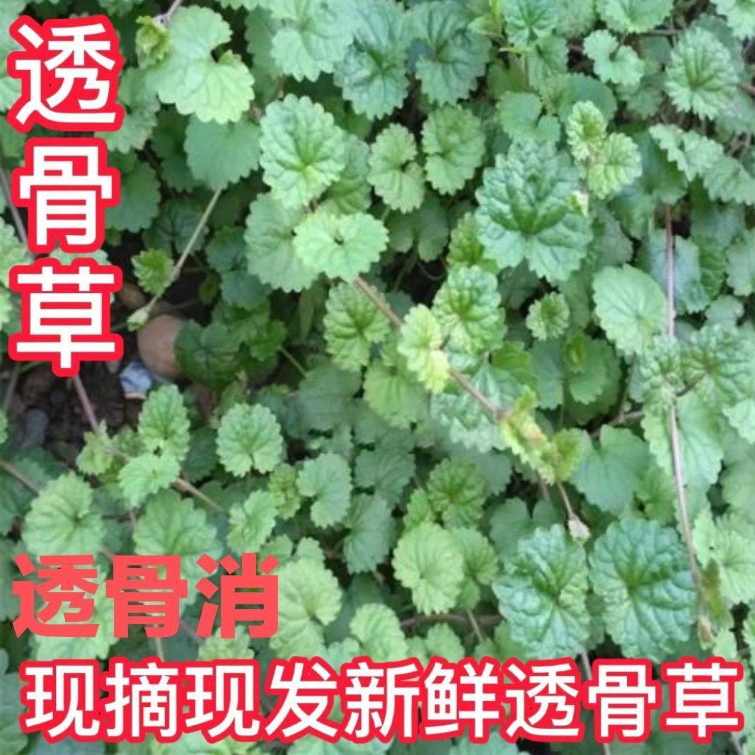 新鲜透骨草活血丹驳骨消铜钱草遍地香干连钱草透骨消中草药材现采