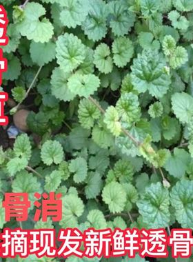 新鲜透骨草活血丹驳骨消铜钱草遍地香干连钱草透骨消中草药材现采