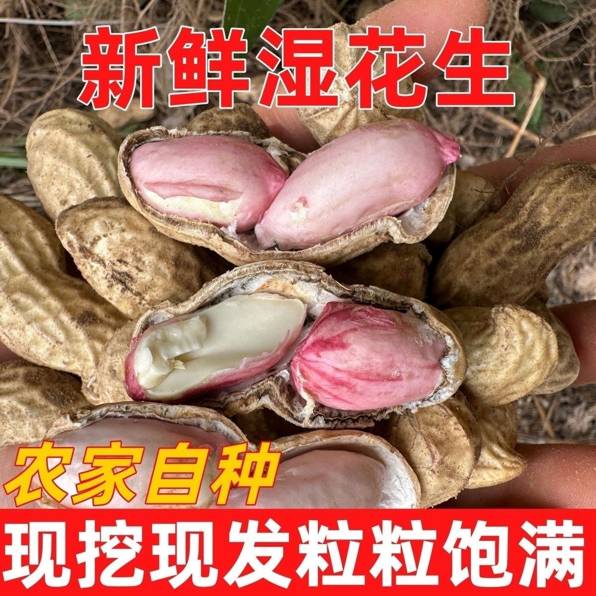 河南现挖现发新鲜花生带壳湿花生农家自种新鲜泥巴湿花生水煮花生