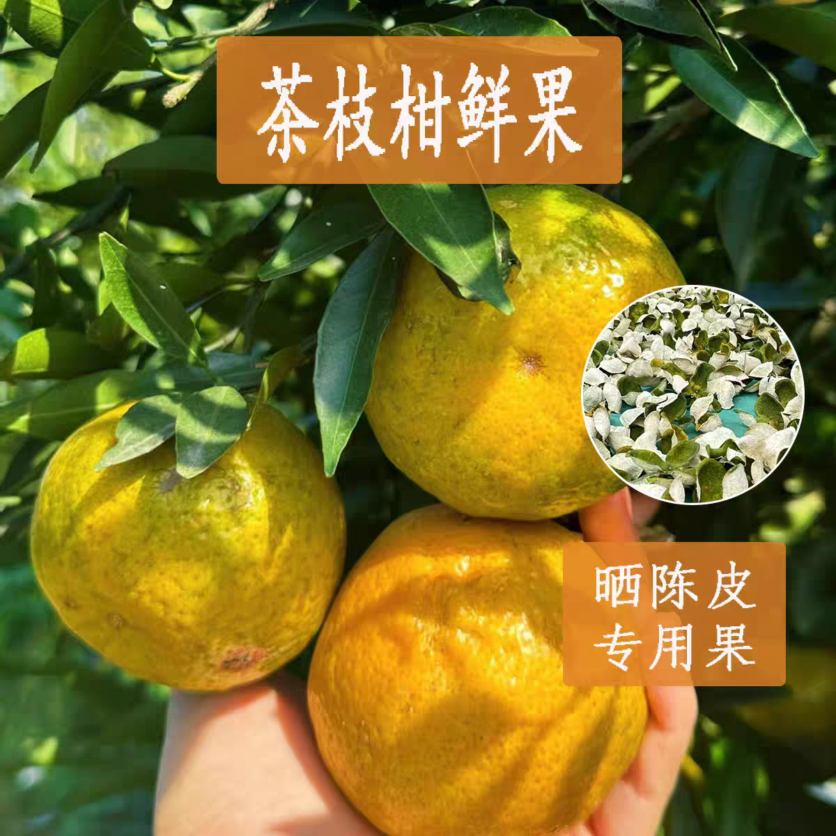 高山嫁接大红陈皮新会柑茶坑新鲜大青柑鲜果圈枝二红柑大红皮茶枝,水产肉类/新鲜蔬果/熟食,桔子,淘宝优惠券,粉丝福利购,淘宝优惠卷